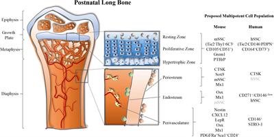 Frontiers A Revised Perspective of Skeletal Stem Cell Biology